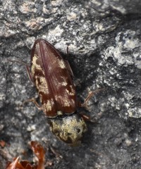 Prosternon bombycinum