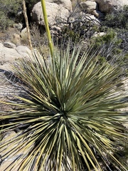 Nolina bigelovii