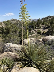 Nolina bigelovii