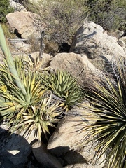 Agave pringlei