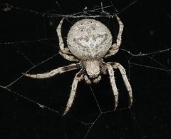 Araneus andrewsi