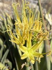Agave pringlei