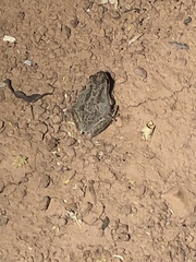 Pseudacris hypochondriaca