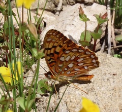 Speyeria coronis semiramis