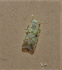 Protalebrella conica