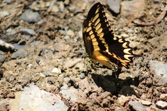 Heraclides pallas bajaensis