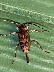 Graphisurus fasciatus