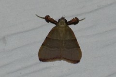 Basacallis tarachodes