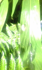 Anolis ventrimaculatus