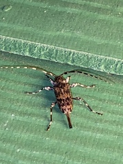 Graphisurus fasciatus