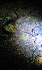 Anolis ventrimaculatus