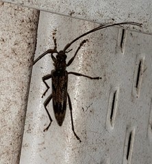 Elytrimitatrix undata