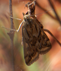 Loxostege cereralis