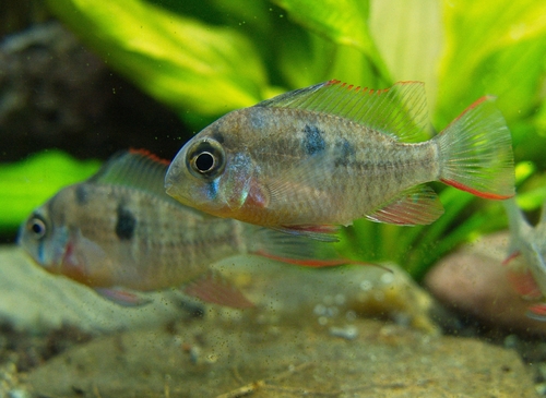 Bolivian Butterfly Cichlid