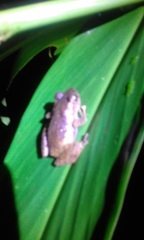 Anolis ventrimaculatus