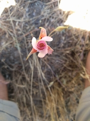 Calochortus venustus