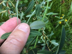 Salix pedicellaris