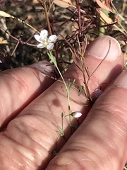 Hesperolinon micranthum