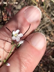 Hesperolinon micranthum