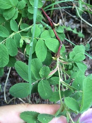 Rosa woodsii