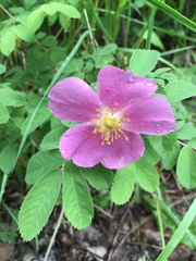 Rosa woodsii