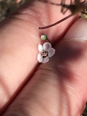 Hesperolinon micranthum