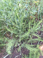 Asparagus officinalis