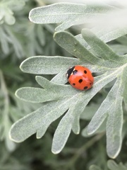 Coccinella septempunctata