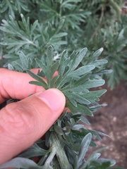 Artemisia absinthium