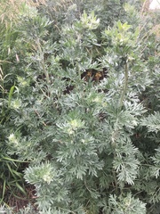 Artemisia absinthium