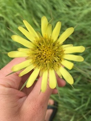 Tragopogon dubius