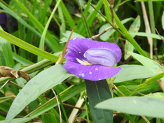 Centrosema brasilianum