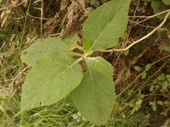 Verbesina crassiramea