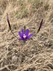 Brodiaea leptandra
