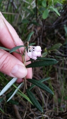 Andromeda polifolia glaucophylla
