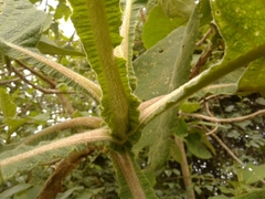 Verbesina crassiramea