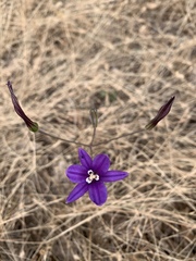 Brodiaea leptandra