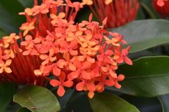 Ixora