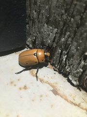 Pelidnota punctata