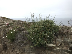 Eriogonum grande