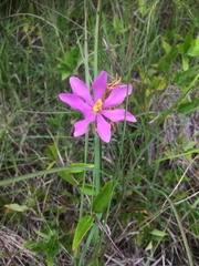 Sabatia gentianoides