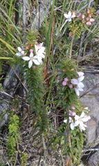 Philotheca buxifolia