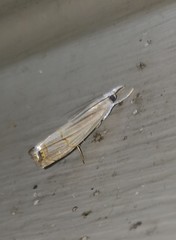 Parapediasia decorellus