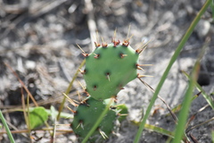 Opuntia fusco-atra