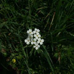 Dontostemon pinnatifidus