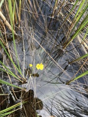 Utricularia intermedia