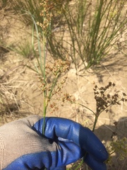 Juncus acuminatus