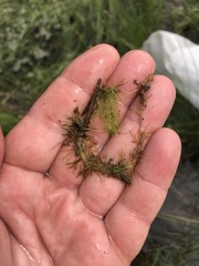 Utricularia intermedia