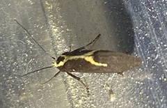 Polix coloradella