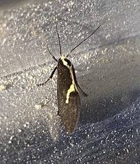 Polix coloradella